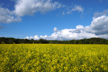 Obraz premium Raps und Rapsfeld und blauer Himmel und aufgelockerte Bewölkung - Stockfoto