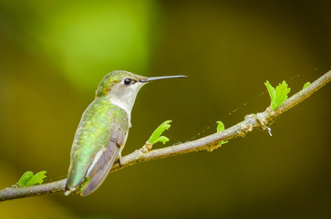Fototapeta na wymiar Hummingbird sitting on a branch.
