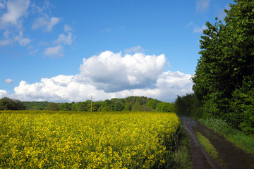 Fototapeta na wymiar Rapsfeld und blauer Himmel und aufgelockerte Bewölkung - Stockfoto
