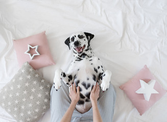 Dalmatian dog lying on her back with paws up wishing for a tummy rub. Dog in bed resting and yawning among pillows with stars pattern. Funny, cute dog's muzzle. Good morning concept. Flat lay - 266196832