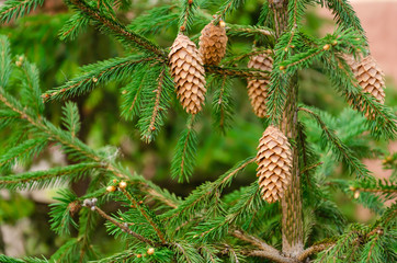 Pine tree and pine cones. Bright green needles