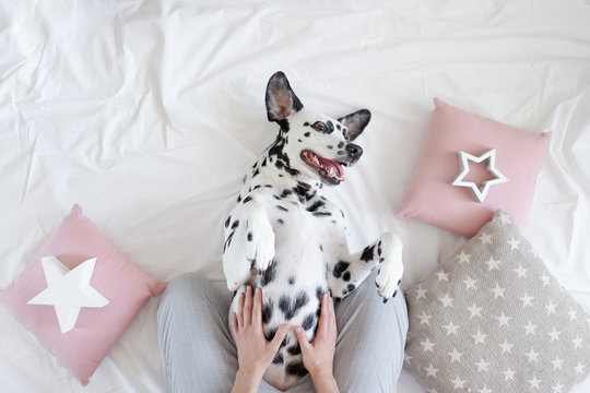 Dalmatian Dog Lying On Her Back With Paws Up Wishing For A Tummy Rub. Dog In Bed Resting And Yawning Among Pillows With Stars Pattern. Funny, Cute Dog's Muzzle. Good Morning Concept. Flat Lay