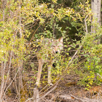 Canadian wolf in the wild.