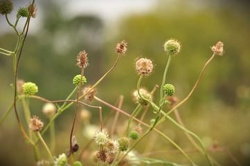 Wild flowers