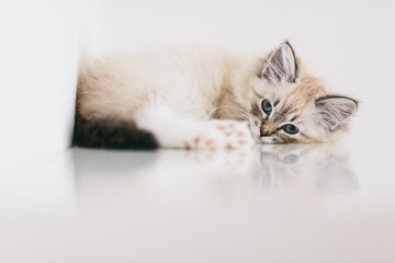 litte neva masquerade kitten resting