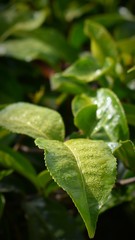 Tea leaf with water drops
