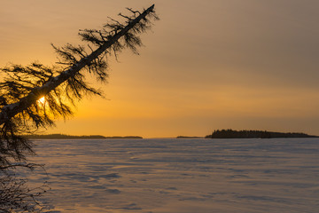 Fototapeta na wymiar Lone tree overlooking a frozen lake.