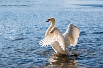 Obraz premium Schwan