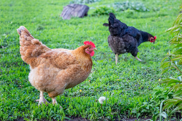 Chickens walk through the grass in the garden of the farm_