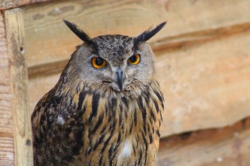 Hibou en semi liberté au zoo