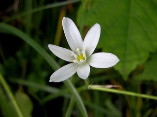 Obraz premium Wild flower