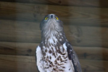 Obraz premium Hibou en semi liberté au zoo