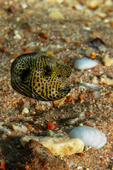 Baby Starry Puffer (Arothron stellatus). Taken at Sharks Bay in Egypt.