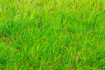 Texture of bright green grass in sunny weather_
