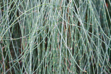 Obraz premium a thin thread of leaves of a tropical plant