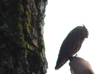 Hibou en semi liberté au zoo