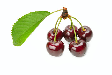 Ripe cherries isolated on white background.