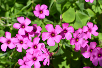 Fototapeta na wymiar Pink flower. Spring and summer background