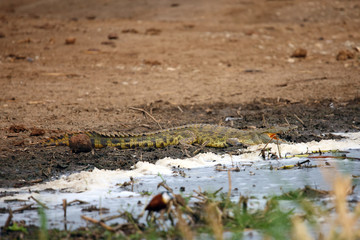 The Nile crocodile (Crocodylus niloticus)lying on the shore of a large African river.