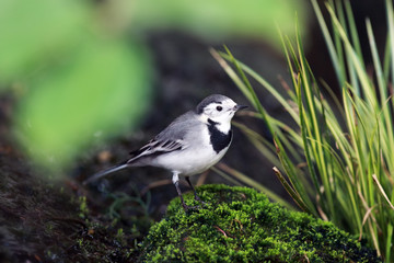 The white wagtail (Motacilla alba) sitting in the middle of greenery.