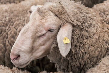 sheep in a wooden pile