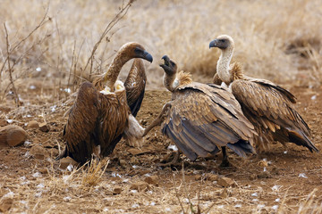 The white-backed vulture (Gyps africanus) fighting for the carcasses.Typical behavior of bird scavengers around carcass, rare observations during safari.