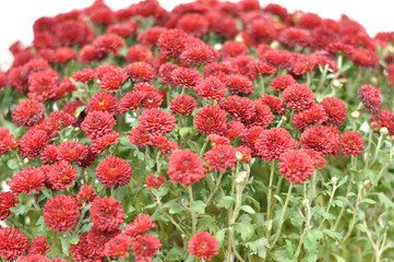 red flowers in garden