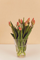 Fresh tulips bouquet in vase