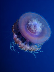 Cauliflower jellyfish (Cephea cephea) Taking in Red Sea, Egypt.