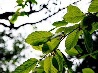 OLYMPUS DIGITAL CAMERA - NEW LEAF