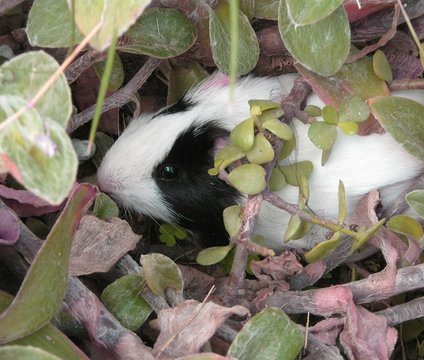 mascota cobayo