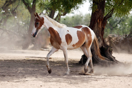 paint marwari mare runs in the paddock