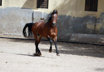 marwari mare galloping