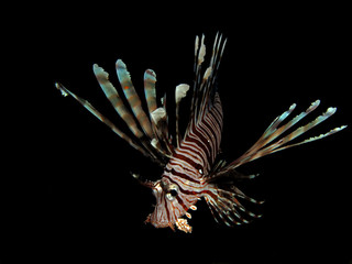 Common lionfish (pterois miles). Taking in Red Sea, Egypt.