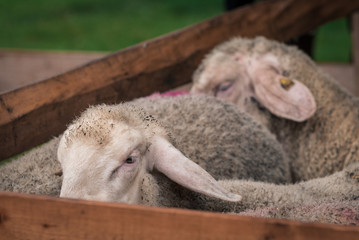 Naklejka premium Sheep in a wooden pile 