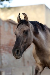 Fototapeta premium portrait of a marwari horse