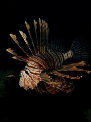 Common lionfish (pterois miles). Taking in Red Sea, Egypt.