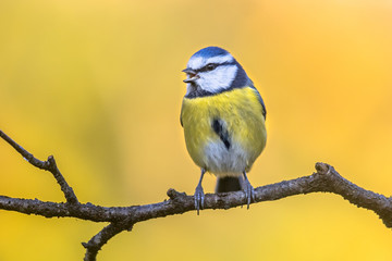 Blue tit in november background