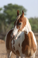 Fototapeta premium portrait of a marwari horse
