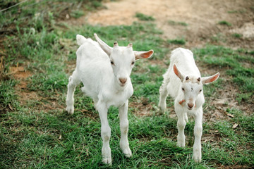 Obraz na płótnie Canvas Group of baby goats on a farm