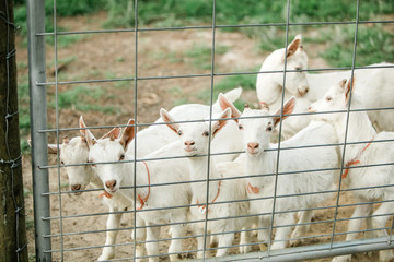 Brand New baby goats behind a fence in a fenced in area of a farm in the south