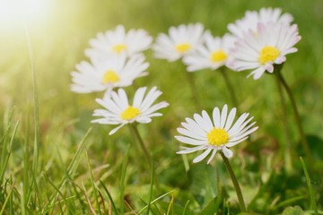 Romantic spring flowers, wild daisy in the grass