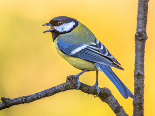 Great tit autumn background