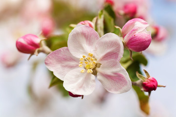 Fototapeta na wymiar Spring flowers blossom