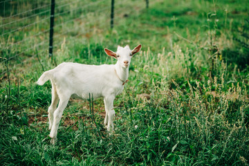 Single Baby young new goat standing alone isolated on a farm