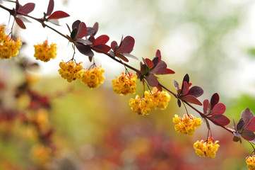 branch of apple tree