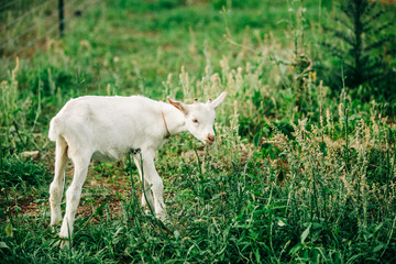 Fototapeta premium Single Baby young new goat standing alone isolated on a farm