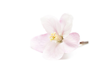 Naklejka na ściany i meble Spring flower isolated over white