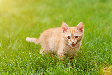 Naklejka na ściany i meble Cute kitten outdoor