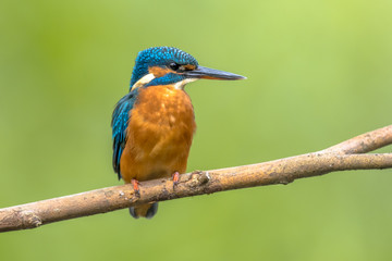 European kingfisher perched on branch with colorful background